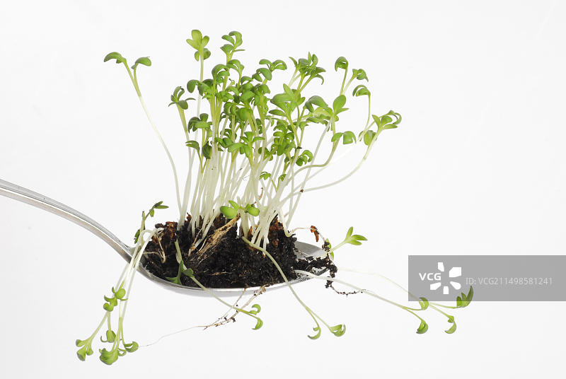 豆瓣菜图片素材