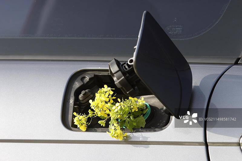 油箱里的油菜花图片素材