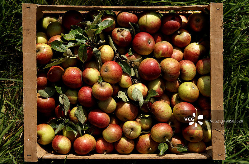 装在板条箱里的带叶新鲜苹果图片素材