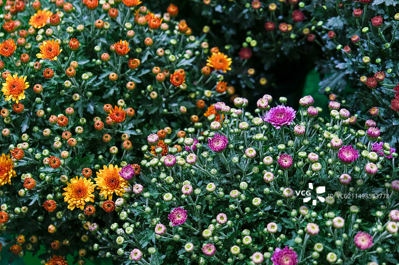 多彩的菊花图片素材