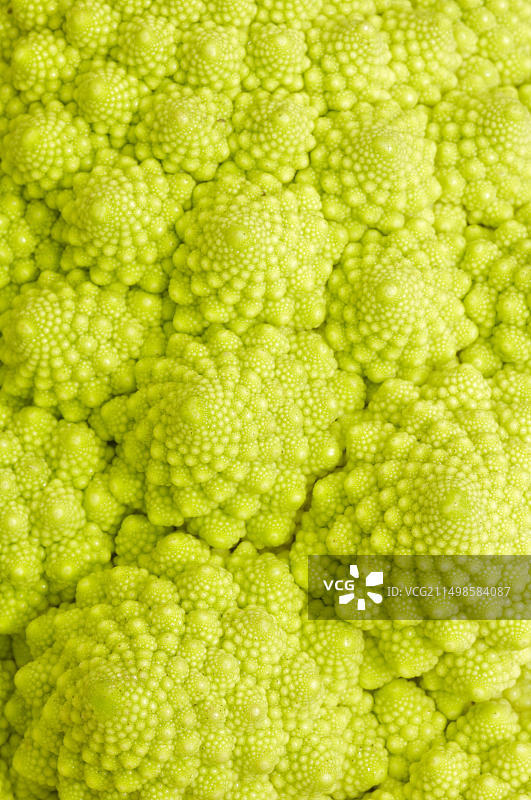 野生芥菜（甘蓝）图片素材