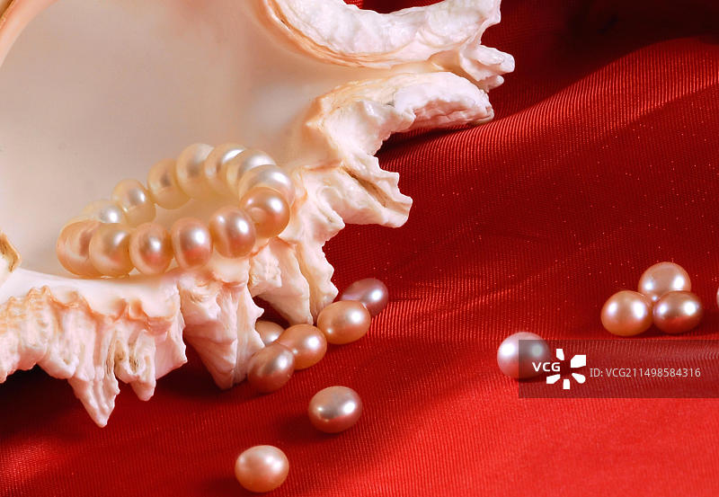 海螺中的养殖珍珠图片素材