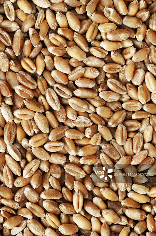 小麦粒图片素材