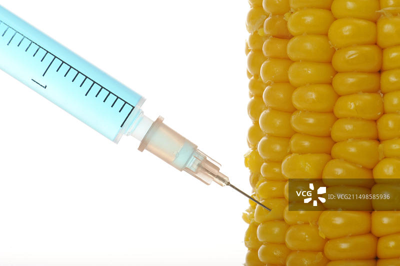 玉米芯里的注射器，转基因食品的象征性图像图片素材