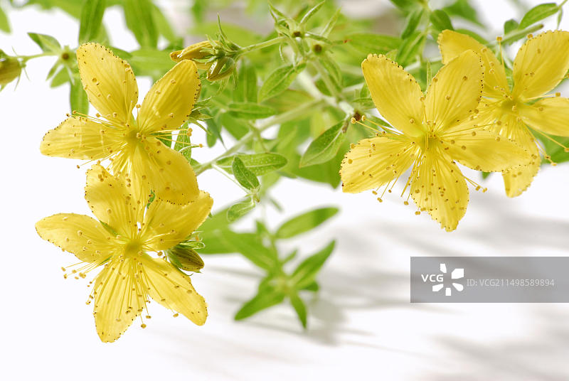 圣约翰草，蒂普顿草，追魔草或克拉马斯草（贯叶连翘），药用植物图片素材