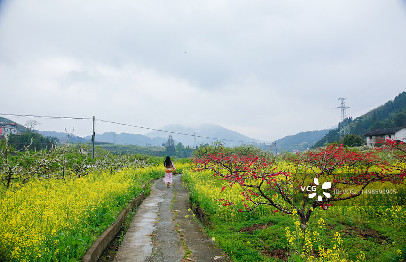 漫步在开满鲜花的乡间小路上图片素材
