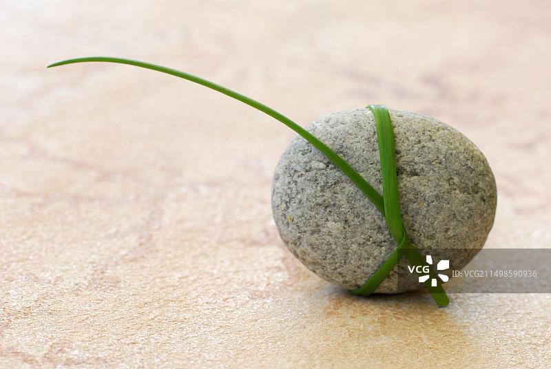 缠绕在石头上的草茎图片素材