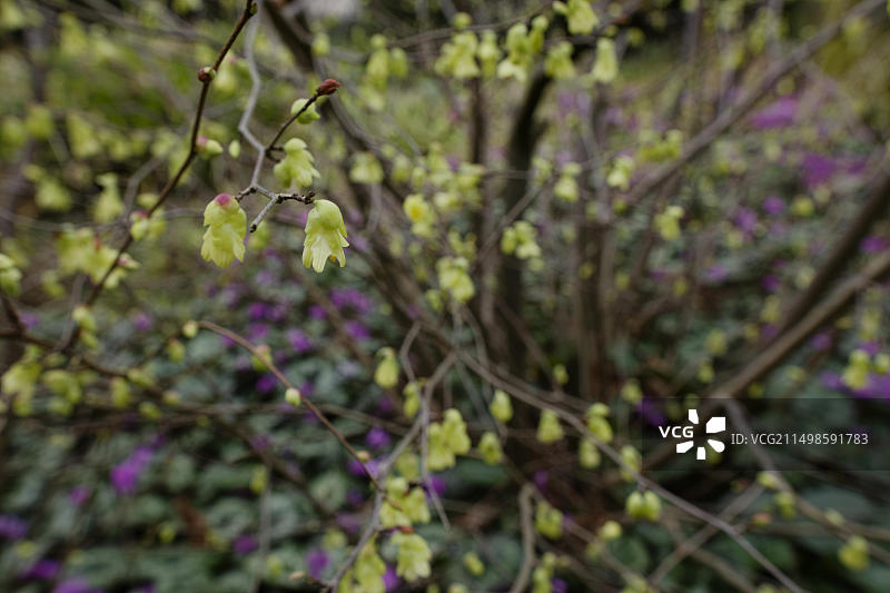 市政公园的早春景色：Schwaebisch Hall图片素材