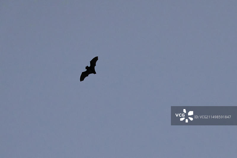 飞行中的微蝙蝠（小翼手亚目）图片素材