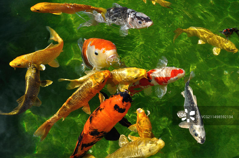 池塘里的锦鲤图片素材