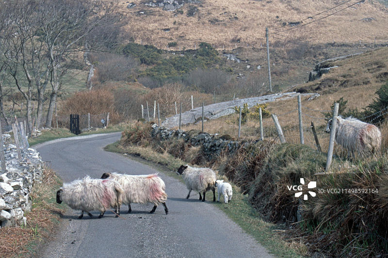 爱尔兰多尼戈尔郡路上的绵羊和羊羔复古照片图片素材