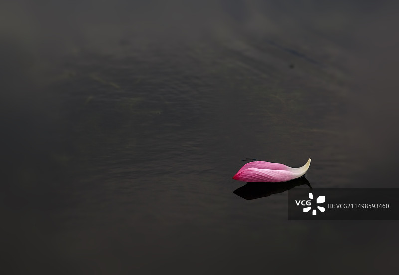 一朵花瓣漂浮在水面像一叶小舟，一只小蜻蜓停留在花瓣之上图片素材