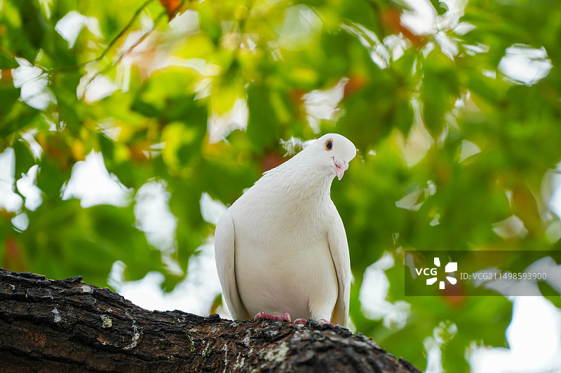 鸽子 白鸽 鸟 鸟类 西湖 室外 风景图片素材