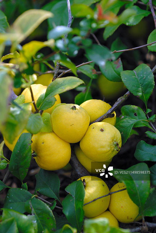 木瓜海棠“Elly Mossel”图片素材