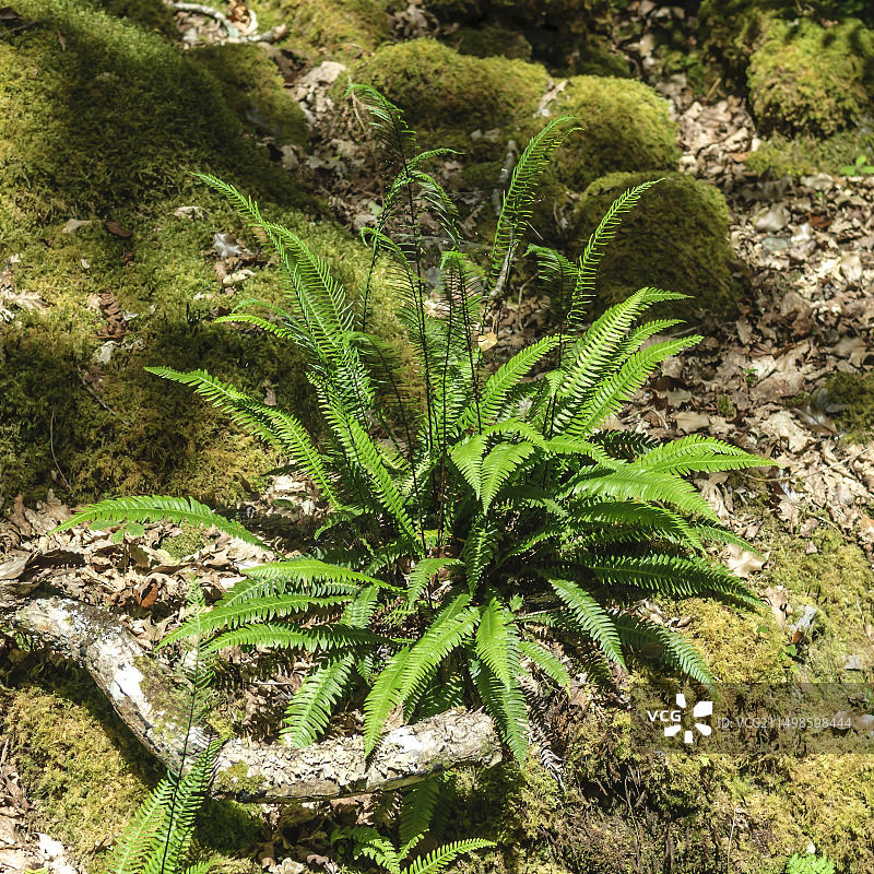 硬蕨(Blechnum spicant),爱尔兰共和国凯里郡Muckross半岛Muckross图片素材
