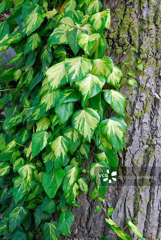 硫磺心常春藤图片素材
