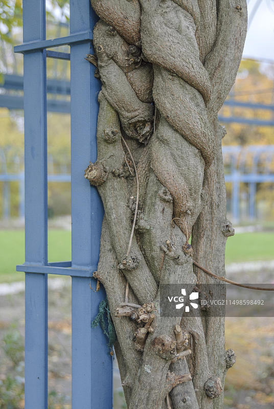 德国勃兰登堡州科特布斯 Spreauenpark 的日本紫藤图片素材