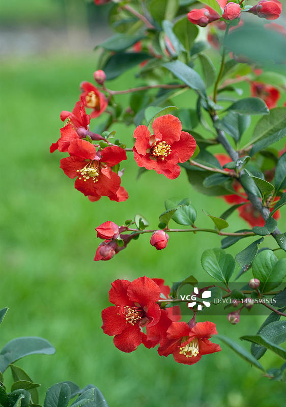 观赏性木瓜海棠图片素材