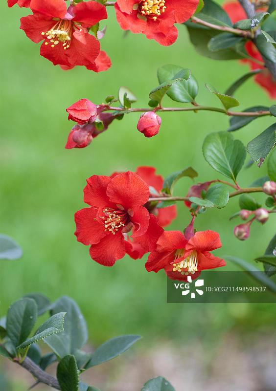 观赏性木瓜海棠图片素材