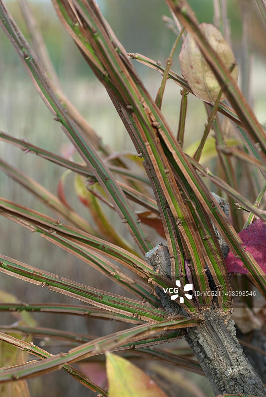 翅果卫矛图片素材