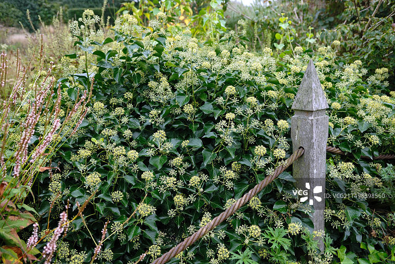 直立常春藤图片素材