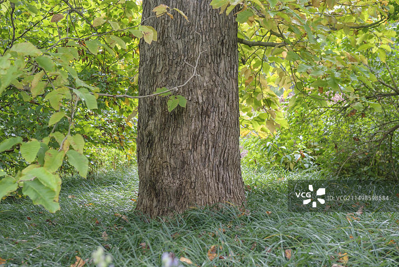 黄瓜树，德国下萨克森州汉诺威图片素材