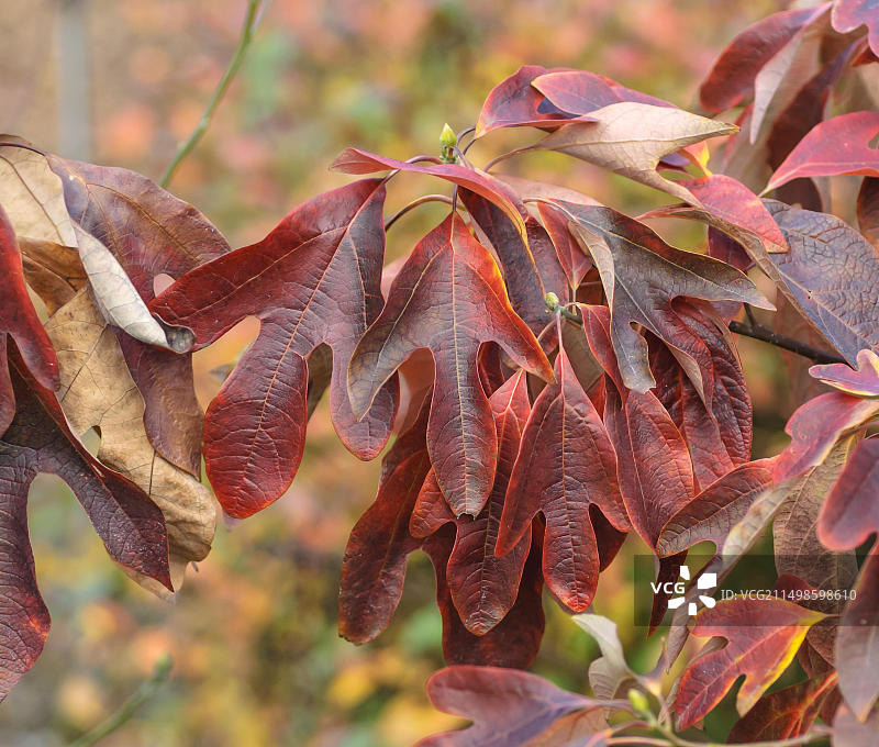 白檫树：德累斯顿植物园，德国萨克森州图片素材