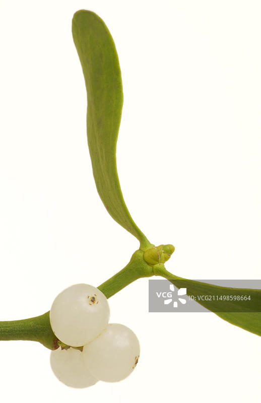 槲寄生图片素材