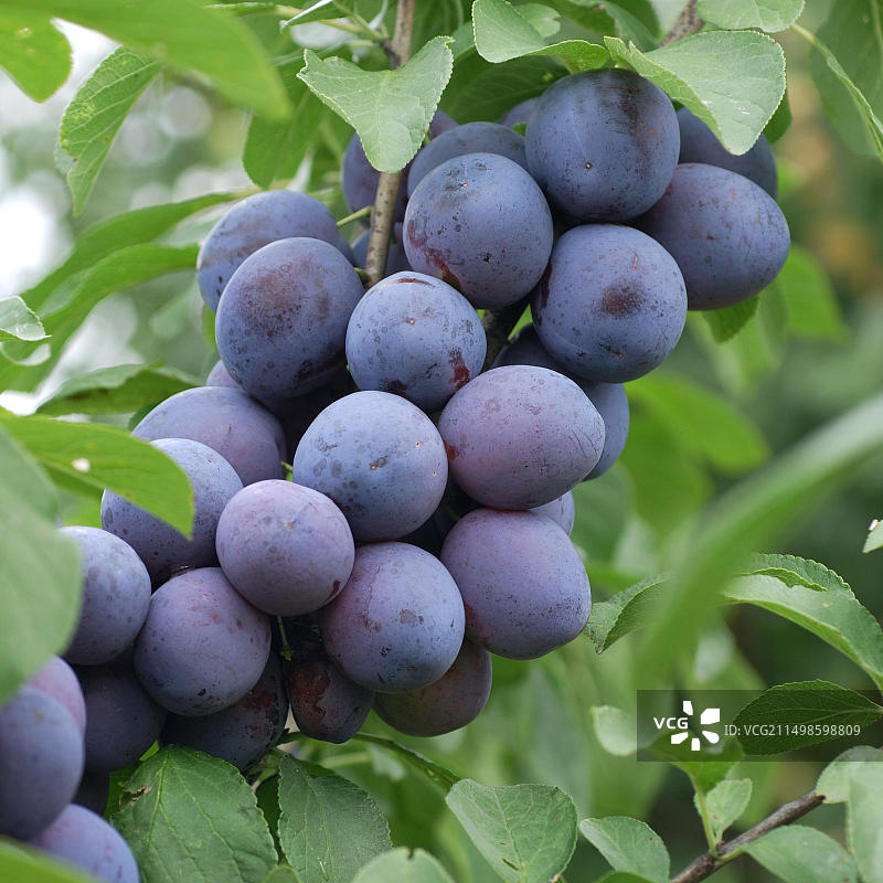 欧洲李‘德扎尔’图片素材