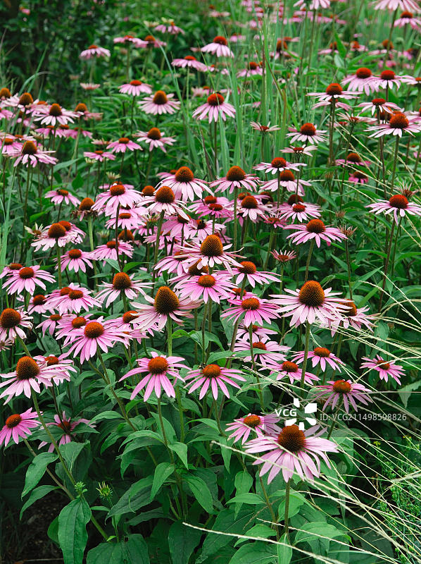 紫锥菊‘红宝石之星’图片素材