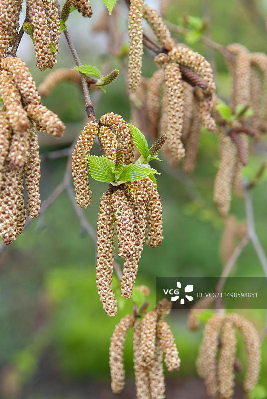 喜马拉雅白桦树图片素材