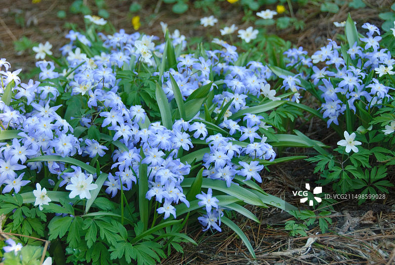 雪花葡萄风信子，克里斯蒂安斯贝格植物园图片素材