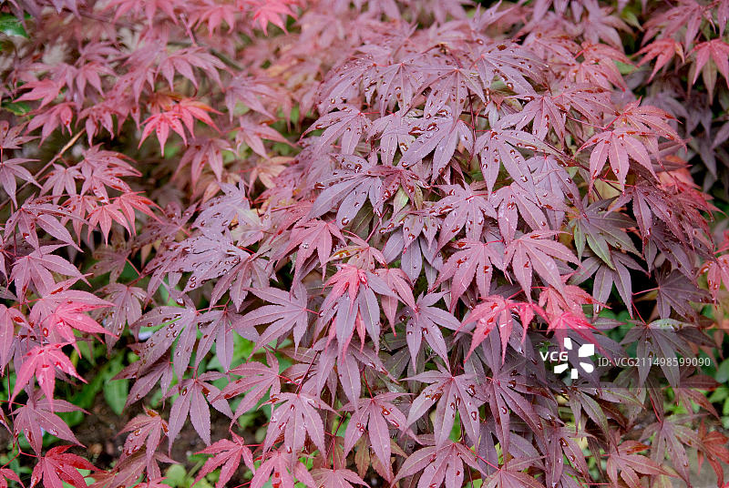 日本扇枫图片素材