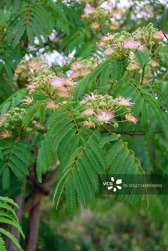 合欢树图片素材