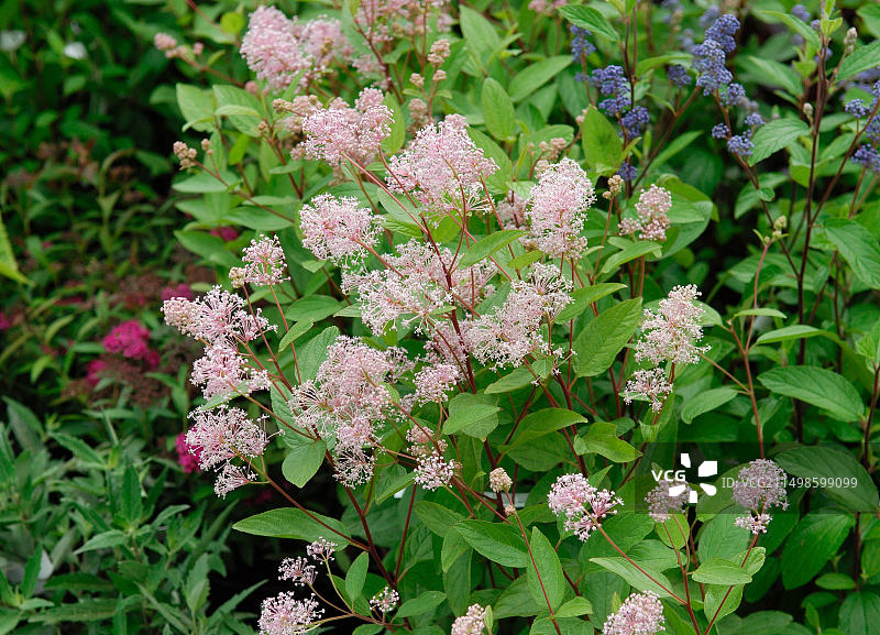 白蜡海参玛丽·西蒙图片素材