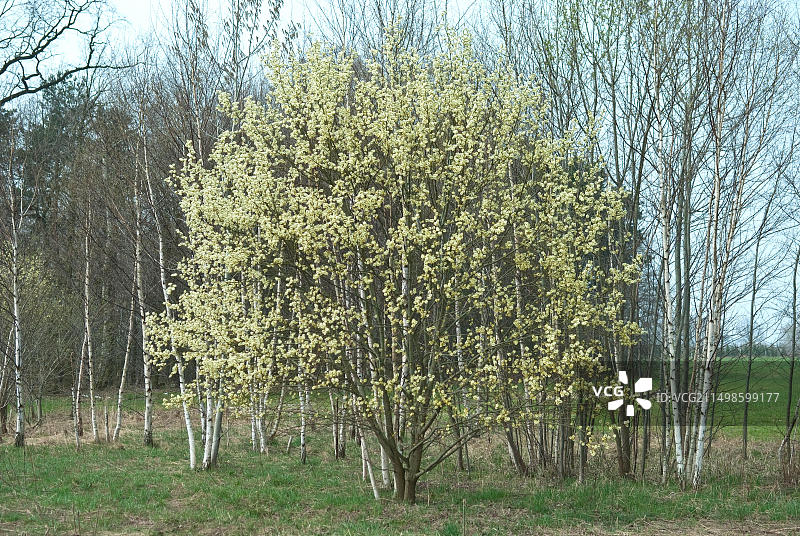 山羊柳树图片素材