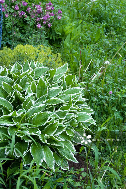 玉簪（Hosta crispula），Dennenlohe城堡公园图片素材