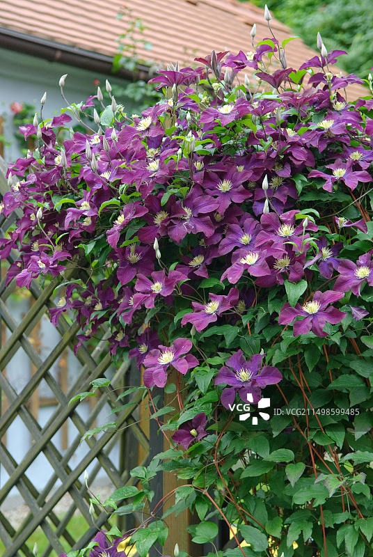 大花铁线莲图片素材