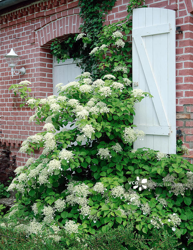 攀缘绣球（Hydrangea petiolaris），81图片素材