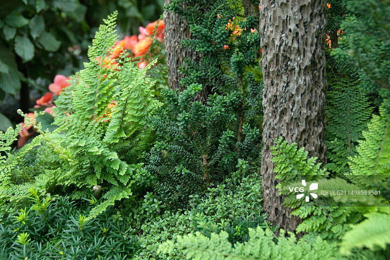 德国什未林联邦园艺展：小叶紫杉图片素材