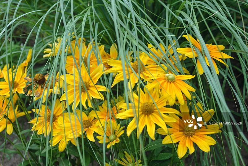 普拉日阳光金光菊，山地花园，下萨克森州，德国，欧洲图片素材