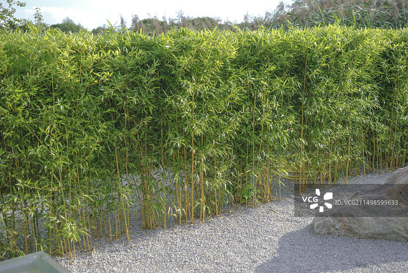 德国下萨克森的黄槽竹图片素材
