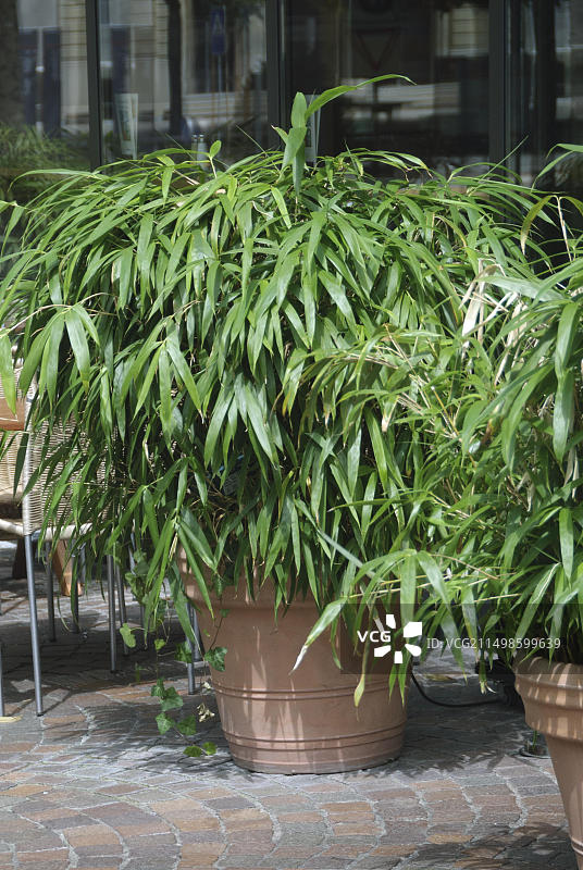 日本矮竹（学名：Pseudosasa japonica），瑞士苏黎世图片素材