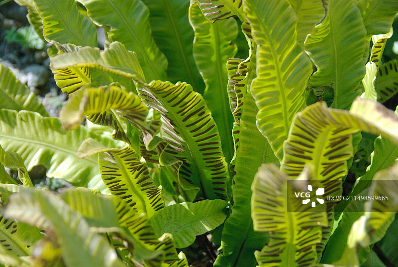 舌叶蕨，柏林植物园图片素材