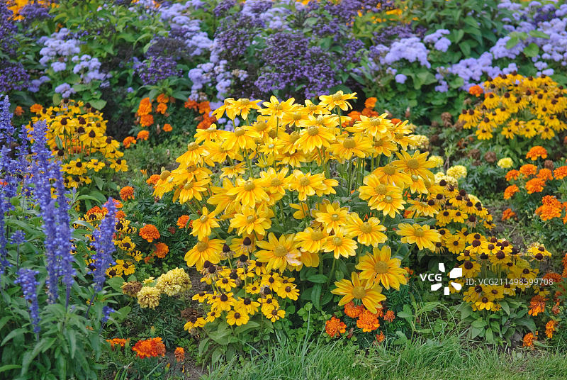 夏季花坛，锥花（Rudbeckia hrita），埃尔富特EGA公园，81图片素材