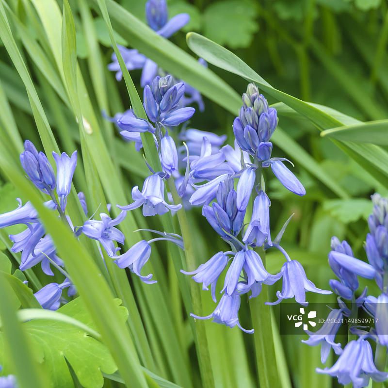 西班牙风铃草，德国萨克森州诺恩多夫格鲁内奥厄7号图片素材