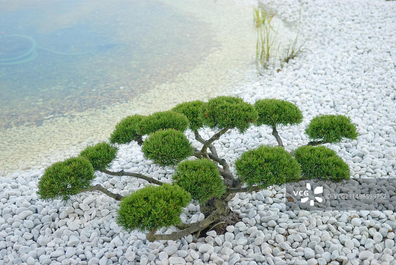 扭曲的偃松图片素材