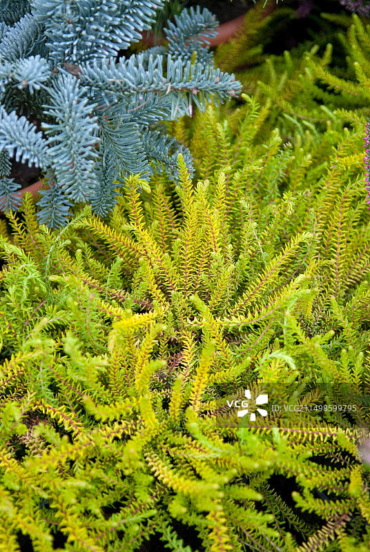 岩高兰图片素材