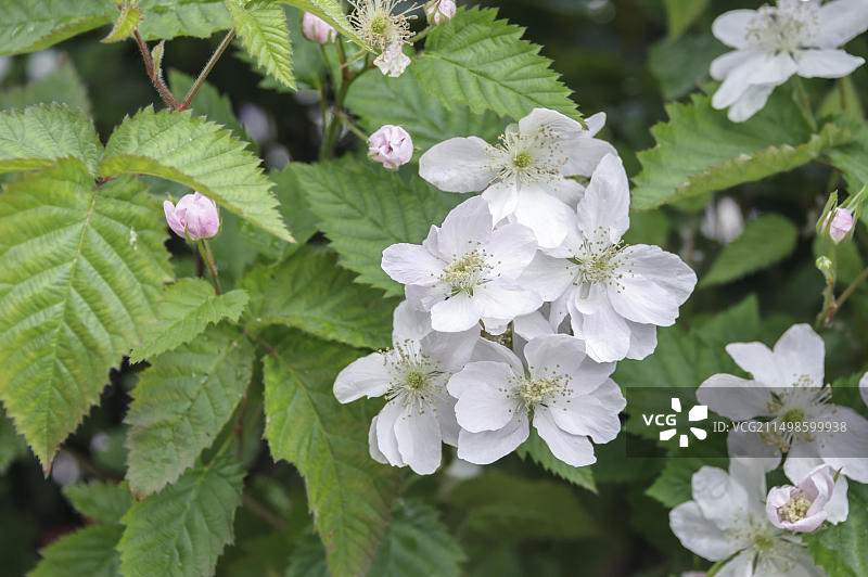 阿肯色黑莓，萨曼苗圃，包岑，萨克森，德国，欧洲图片素材
