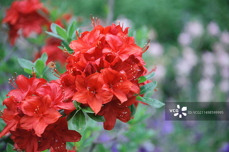 德国萨克森州格鲁内奥：莫里斯杜鹃图片素材